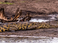Rezerwat w Chobe (Botswana)